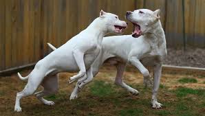 Pin By Aaaa On Dogo Argentino Dog Argentino Dog Breeds Dogs