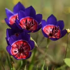 Image result for Zygotritonia atropurpurea