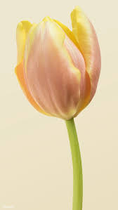 Download Premium Psd Of Blooming Tulip Flower On A Cream Background 2278323 Tulips Flowers Flowers Tulips