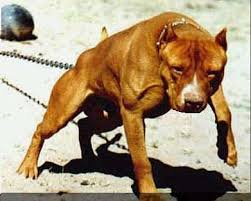 Pitbull Hakkinda Ayritili Bilgi
