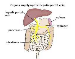 Forming blood clots to prevent excess blood loss. What Vessel Carries Blood From The Intestines To The Liver Does It Carry Oxygenated Blood Or Deoxygenated Blood Socratic