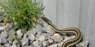 We did not find results for: How To Keep Snakes Away From Your Home This Summer Varment Guard Wildlife Services