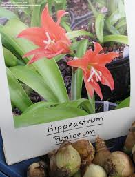 Image result for Hippeastrum puniceum