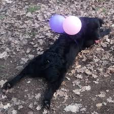 In fact he is a dog which has developed resistance to many diseases. Thicc Labrador Croatian Sheepdog Mix Aww