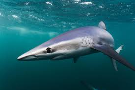 Image result for Shark