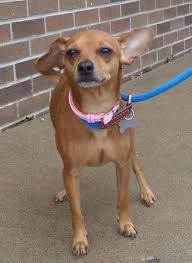 Adopt Gidget On Petfinder Mini Pinscher Lap Dogs Chihuahua Dogs