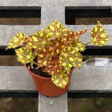 Eyelash Begonia Begonia X Tiger Paws Fast Growing Plants Begonia Plant Pictures