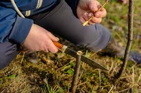 Grafting can be done by anyone who wants to have a go. The Simple Art Of Grafting Fruit Trees A Complete Guide