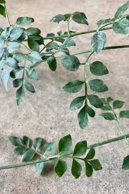 Image result for Jasminum grandiflorum