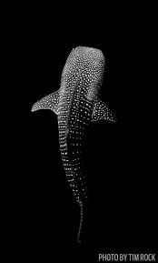 9 Awe Inspiring Archipelagos Beautiful Sea Creatures Whale Shark Tattoo Whale Shark
