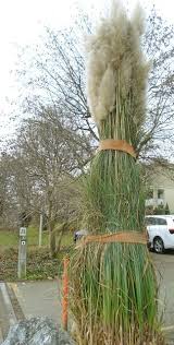 Auch Im Januar Warten Gartenarbeiten Gartenarbeit Garten Gras