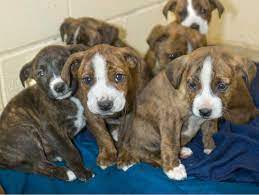 Visit your local ogden petsmart store for essential pet supplies like food, treats and more from top brands. Ogden Moves Shelter Operations To Weber County The Salt Lake Tribune