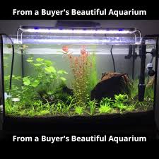 Nicrew classic aquarium led light for planted aquarium. Nicrew Aquarium Led Lighting For Aquarium Plant 12w 24w Ultra Thin Aluminum Alloy Fish Tank Plant Grow Led Lighting 6500 7500k Lighting For Aquarium Aquarium Aquariumled Aquarium Light Plants Aliexpress