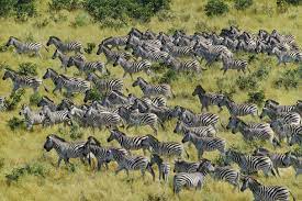 Longest Migration Among African Mammals Discovered