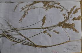 Image result for Eragrostis gangetica