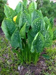 Image result for Zantedeschia albomaculata