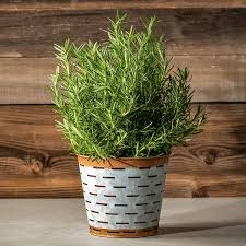 Image result for rosemary container