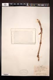 Image result for Vitex payos