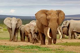 List of african animals extinct in the holocene. South Africa Animals Wildlife Big Five Animals In South Africa