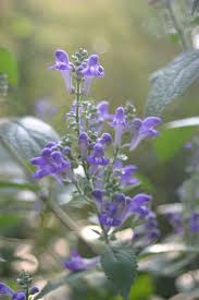 Image result for Scutellaria violascens