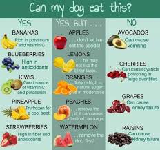 Dog Safe Food Chart Ideas What To Feed Your Dog