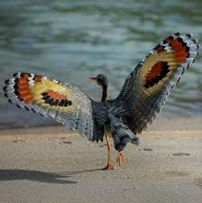 The Sunbittern Eurypyga Helias Is A Bittern Like Bird Of Tropical Regions Of The Americas It Ranges From Guatemala To Sout Guzel Kuslar Rengarenk Kuslar Kus