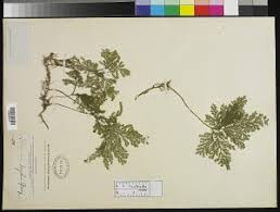 Image result for Selaginella eublepharis