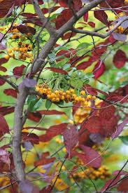 Image result for Pyracantha coccinea golden charmer