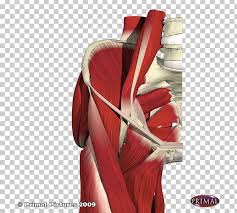 The pectineus is an individual muscle located in the inner thigh. Muscles Of The Hip Pectineus Muscle Anatomy Png Clipart Abdomen Adductor Longus Muscle Anatomy Arm Buttocks