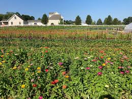 Maybe you would like to learn more about one of these? Roots Cut Flower Farm Home Facebook