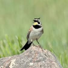 Image result for Astripomoea grantii