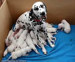 The dalmatian is energetic and playful, and a very fast runner. Pictured The Dalmatian Who Gave Birth To A Bumper Litter Of Eighteen Pups Daily Mail Online