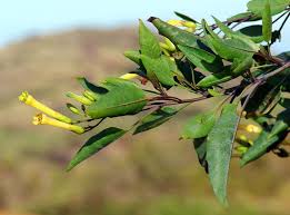 Image result for Nicotiana glauca