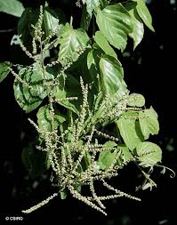 Image result for Gouania