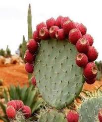 Recently received in a different way by modern man and added to dietary supplements offers multiple benefits. 58 ×¡×'×¨×¡ Ideas Prickly Pear Cactus Plants Cactus