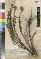 Image result for Haumaniastrum caeruleum