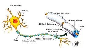 Maybe you would like to learn more about one of these? Sindrome De Guillain Barre Una Enfermedad Neurologica Aguda Y Discapacitante Steemit