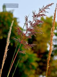 Image result for Sorghastrum stipoides