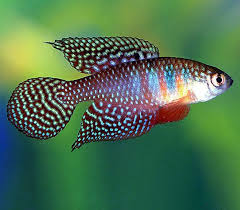 Pin On Killifish