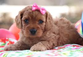 If you have ever been a fan of the designer dog collection, then the cavachon is your ideal pet. Raine Cavapoo Puppy 634643 Puppyspot