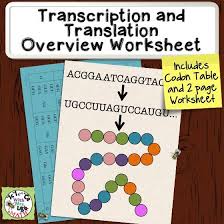 Transcription And Translation Overview Worksheet Transcription And Translation Scientific Writing High School Biology Class