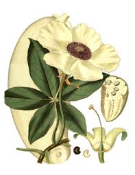 The acid pith of the fruit is used as a substitute for cream of tartar in baking 303 . Adansonia Baobab Judas Fruit Monkey Bread Tree Pfaf Plant Database