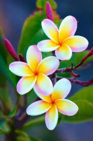 Flores Plumeria Flowers Love Flowers Tropical Flowers