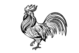 Download 18 Free Rooster Silhouette Svg Psd