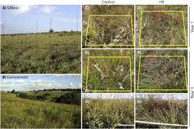 Image result for Diheteropogon filifolius