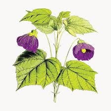Image result for Abutilon longicuspe