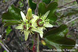 Image result for Passiflora suberosa