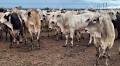 Cattle Prices Hold Steady Despite Market Liquidity Challenges in Brazil
