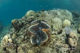 What are giant clam's predators? Giant Clam Tridacna Gigas In The Coral Reef There Were Many Big Healthy Giant Clams In The Surveyed Reefs Porites Cora Hard Coral Wildlife Animals Habitats