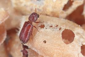 Www.csiro.au/places/anic what bug is that? Monitoring Of Insect Pests In Grain Storage News From Aa Farmer
